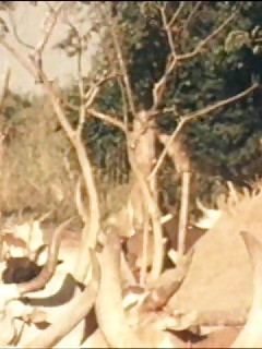 Shocking Africa Ebony Farting